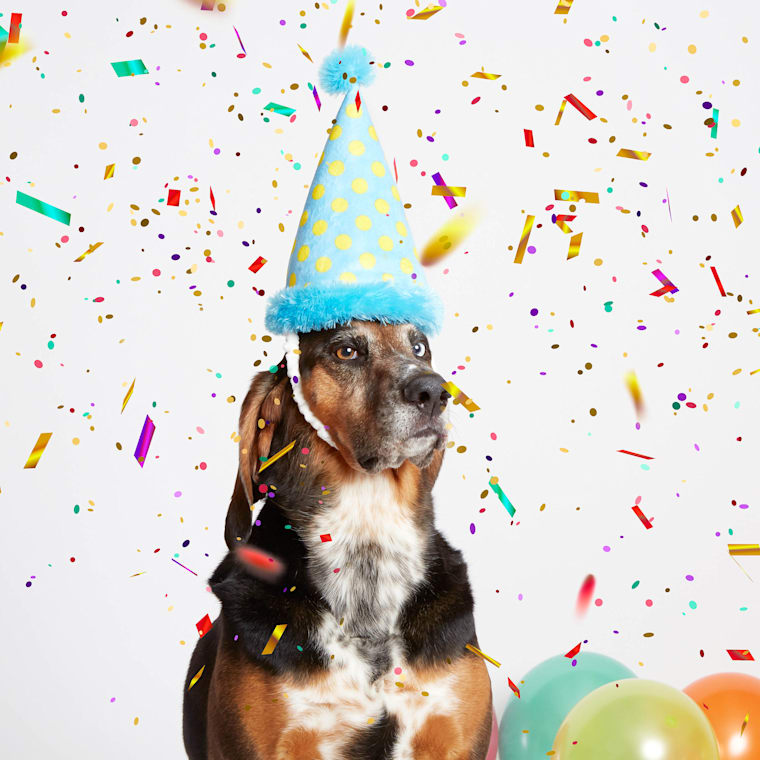 dog birthday hat petco