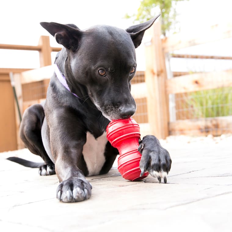 dental kong for dogs