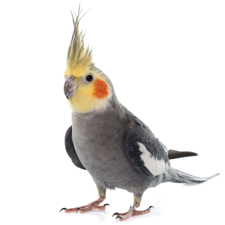 birds like cockatiels