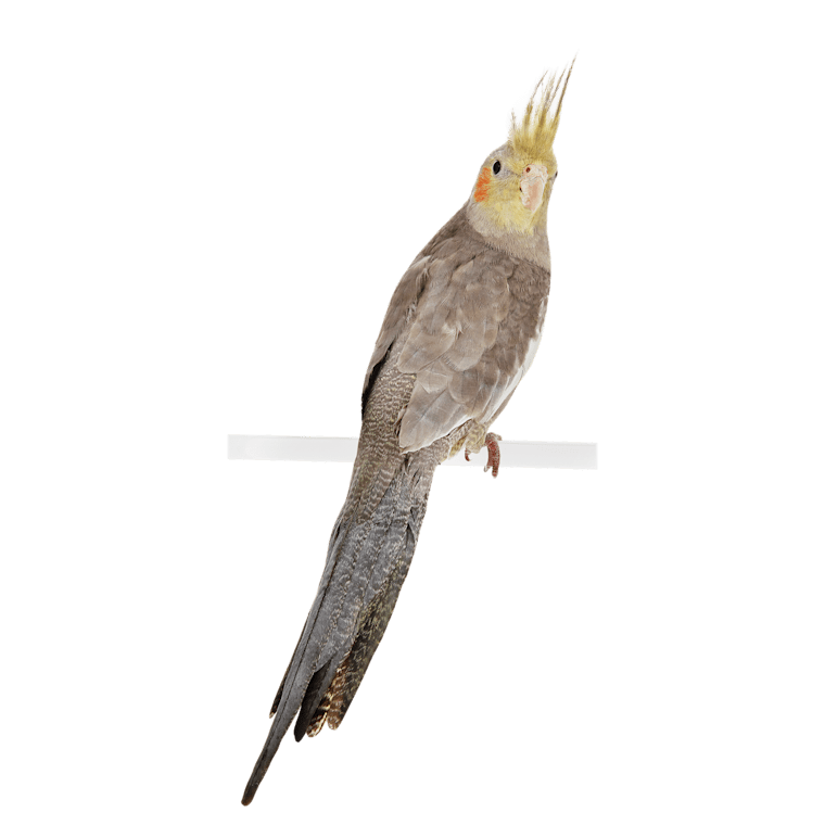 grey cockatiel bird
