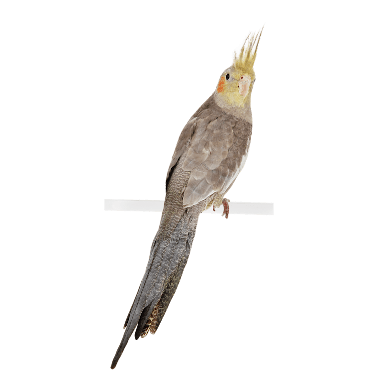 grey and white cockatiel