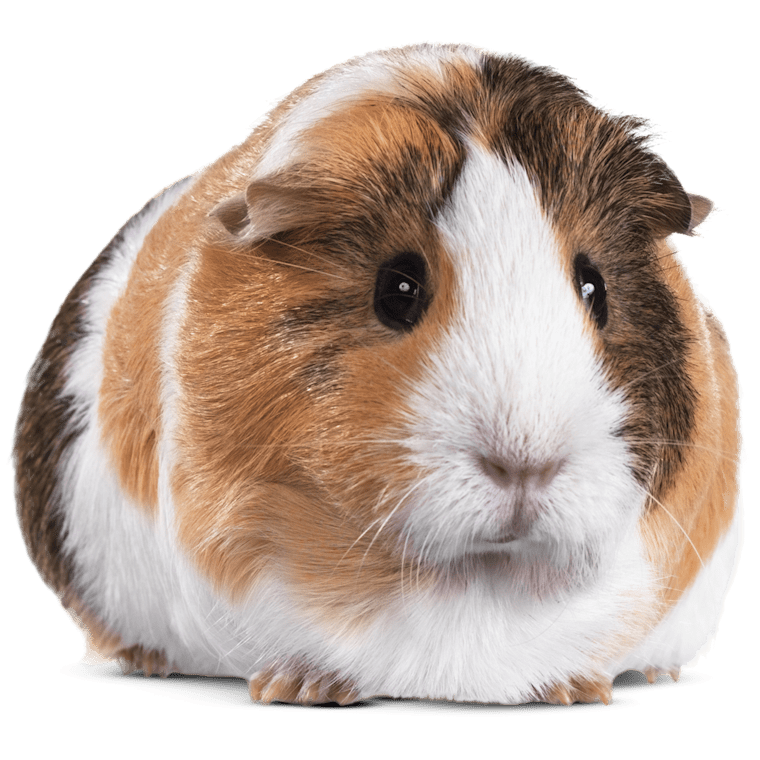 can you pet a guinea pig