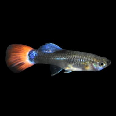 fancy goldfish petco