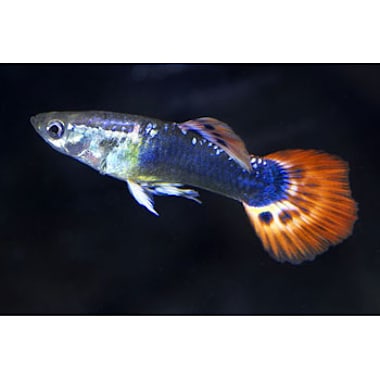 Assorted Male Fancy Guppies for Sale 