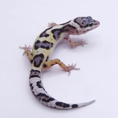 closest reptile store to me