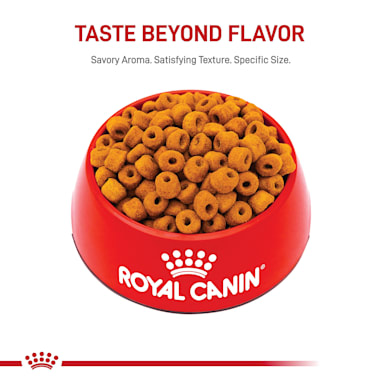 labrador adult royal canin