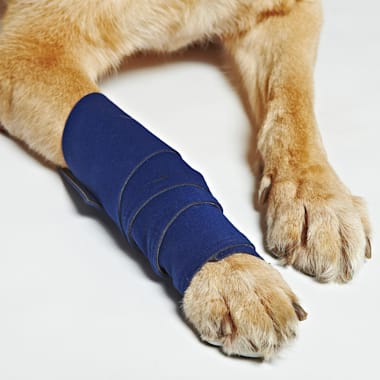 wrapping a dog's leg