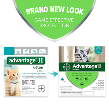 5 week old kitten flea treatment