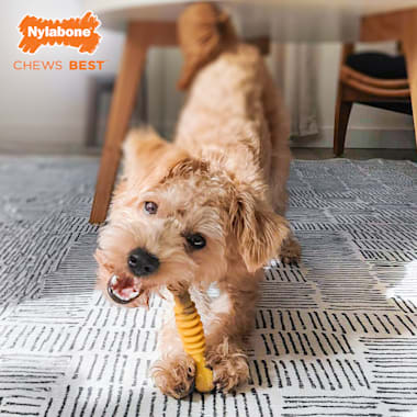 nylabone philly cheesesteak