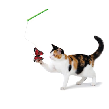 cat chasing butterfly