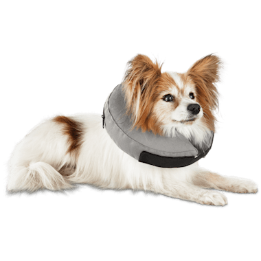 inflatable e collar petco