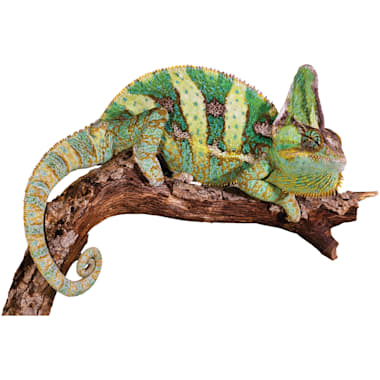 chameleons for sale petco