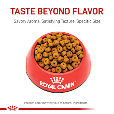 royal canin siamese kitten food