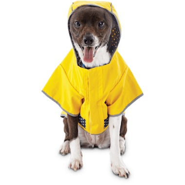 dog raincoat petco