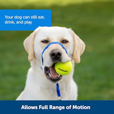 groomers oatmeal and honey shampoo