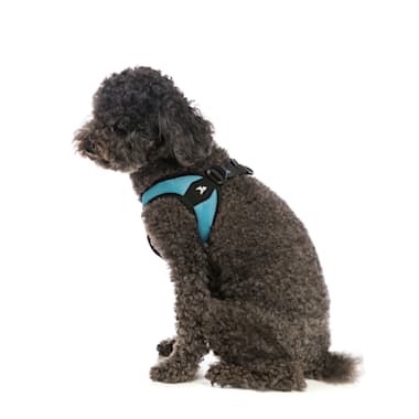 gooby easy fit harness petco