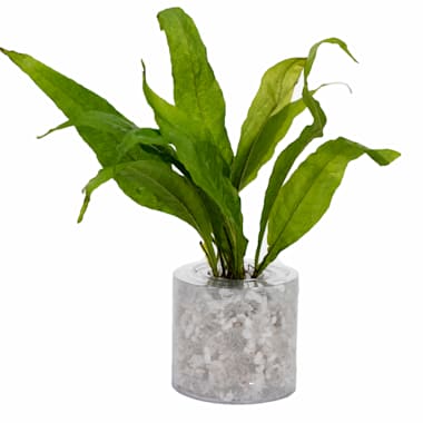 barbara green staffie rescue