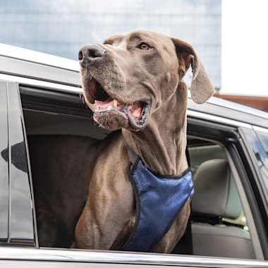 dog seat belt harness petco