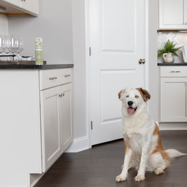 ssscat motion detector