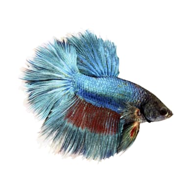 Male Rose Petal Bettas For Sale Order Online Petco