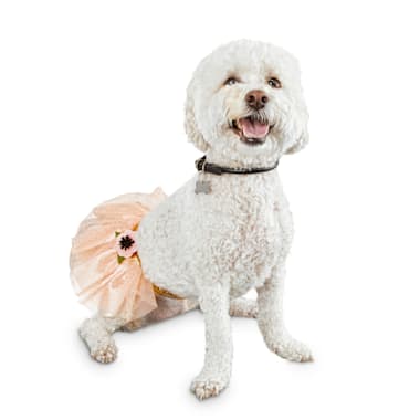 petco dog birthday gift