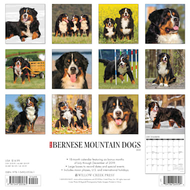 bernese mountain dog calendar