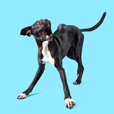 comet dog food near me