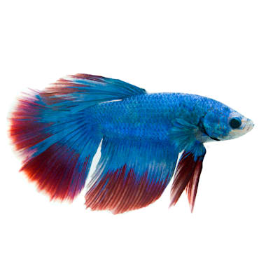 order betta online