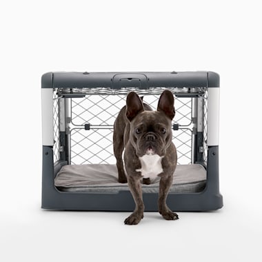 medium collapsible dog crate