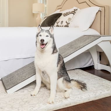dog steps for bed petco