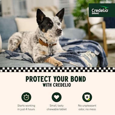 credelio green for dogs