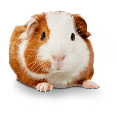 order guinea pig online