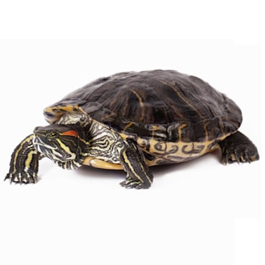 petco red eared slider