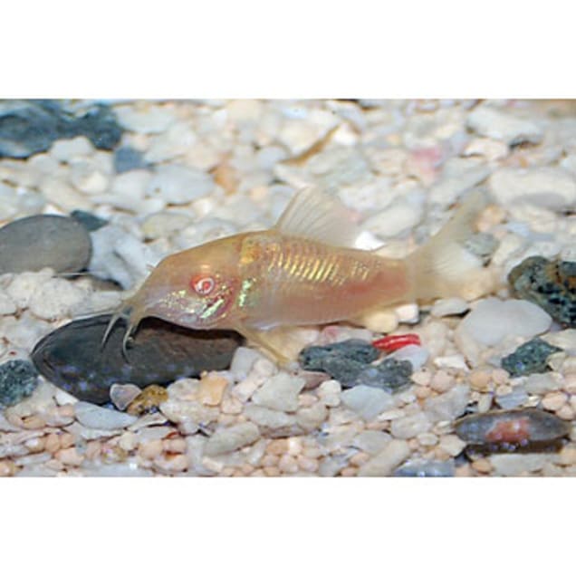 Albino Cory Catfish for Sale: Order Online | Petco