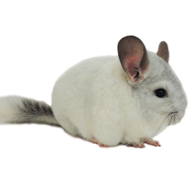 Chinchilla At Petco 2025
