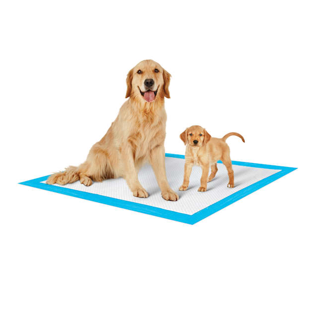 So Phresh XLarge Leak Guard Quilted Potty Pads, Count of 100 Petco
