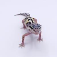 crested gecko for sale petco