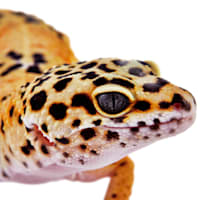 leopard gecko care sheet petco