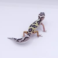leopard gecko for sale petco