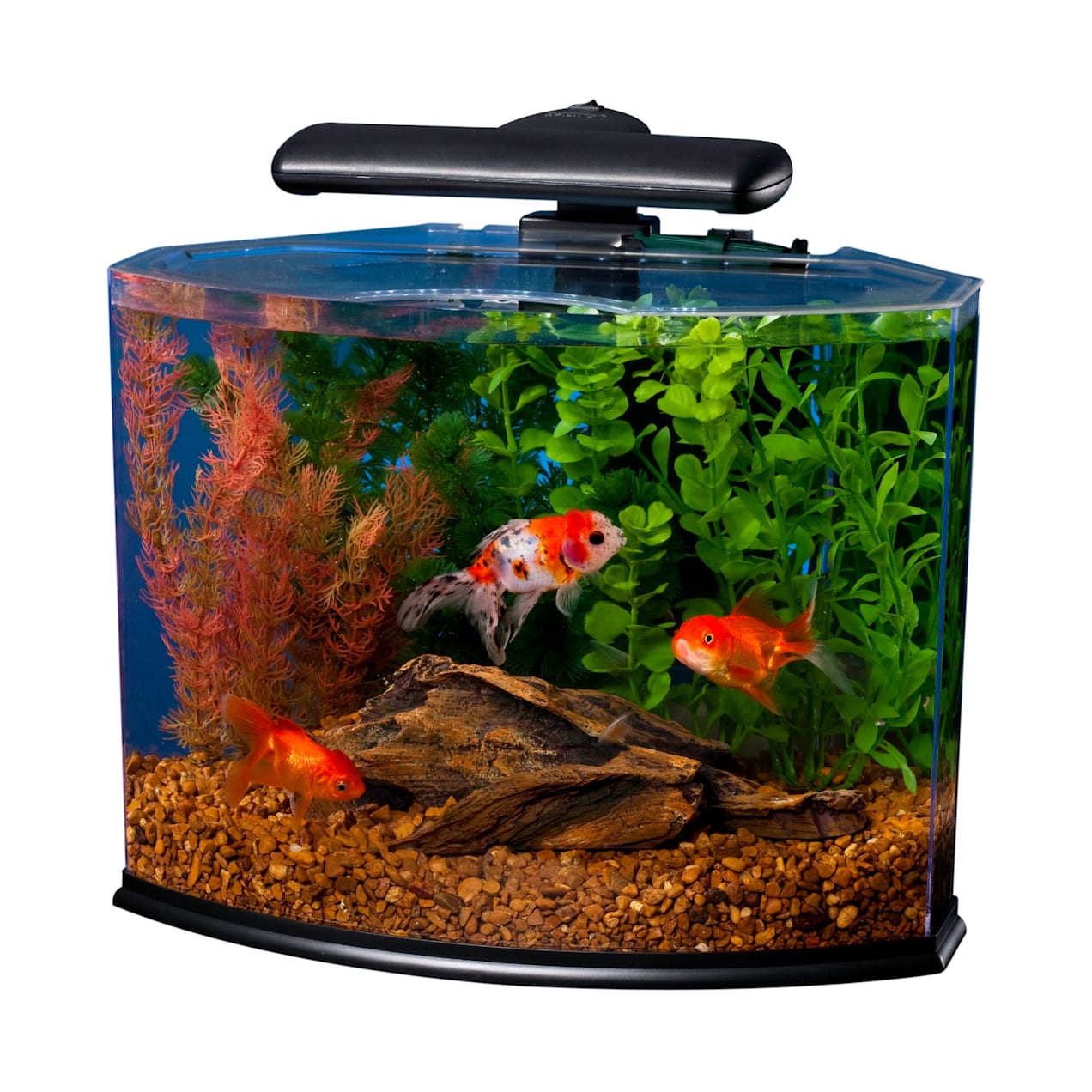 Tetra Curved-Front Tank With LEDs Crescent Aquarium Kit, 5 Gallon | Petco