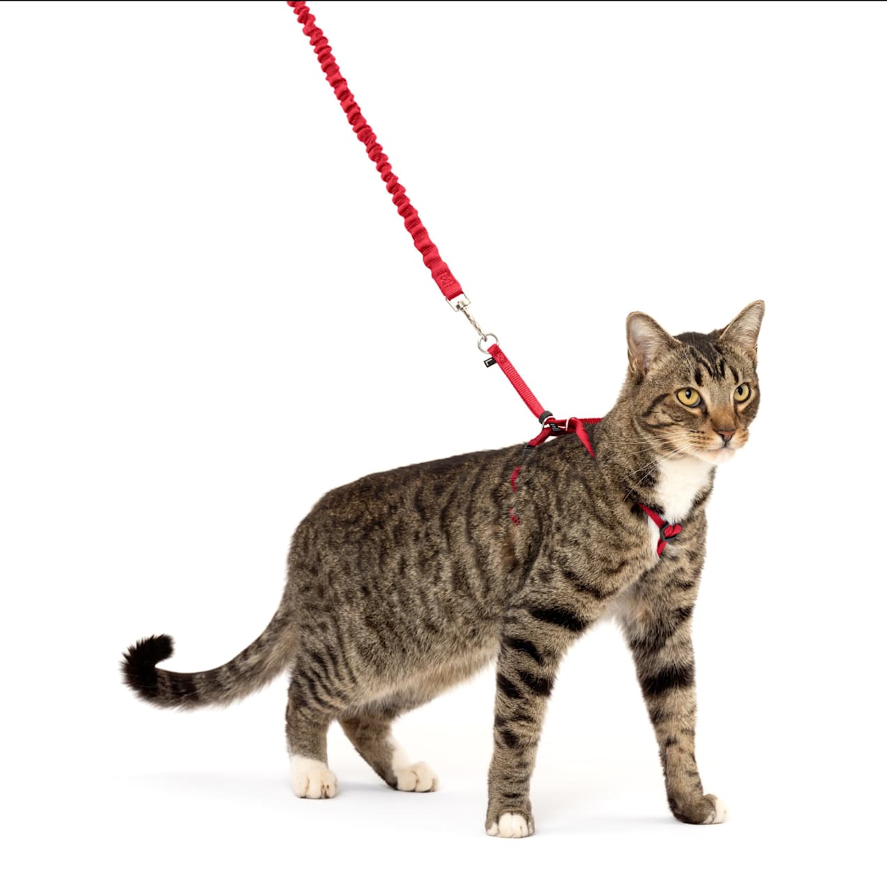 PetSafe Gentle Leader Come with Me Kitty Harness & Bungee Leash in Red