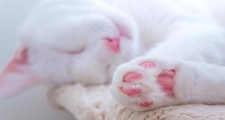 Protect Your Cat's Paws: Prevent & Treat Cracked Pads & Issues