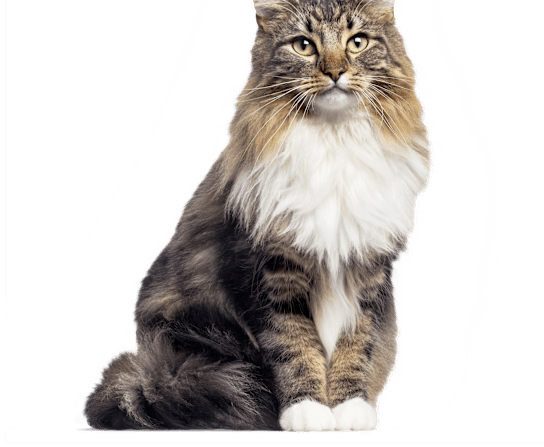 Breed Hero Image