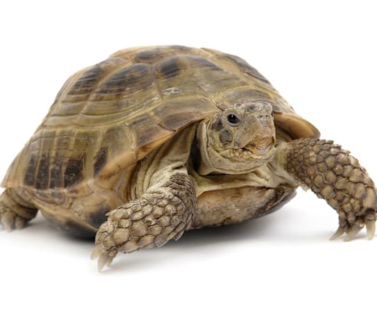 Breed Hero Image