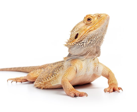 Breed Hero Image