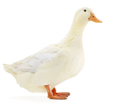Breed Hero Image