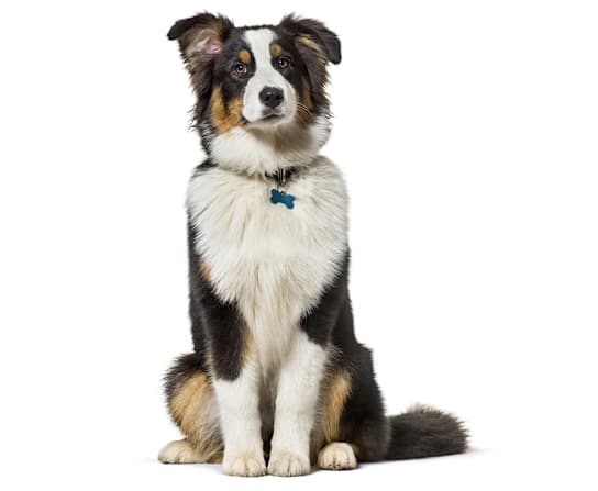 Breed Hero Image