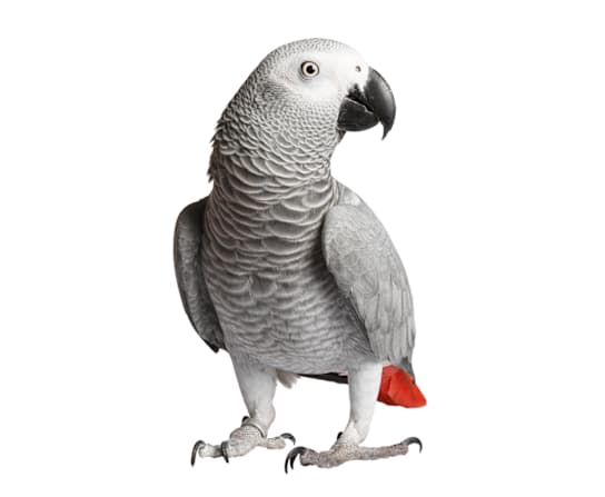 Breed Hero Image