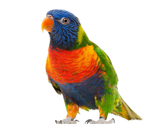 Breed Hero Image