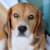 Unlock Your Dog: 10 Ways to Master Their Body Language Signals